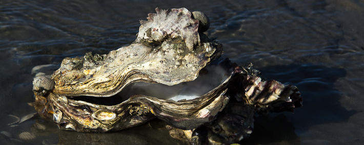 Close-up foto van de grillig gevormde schelpen van de Japanse oester.